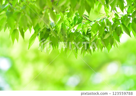 Refreshing spring sprouts Fresh green Refreshing spring sprouts Fresh green 123559788