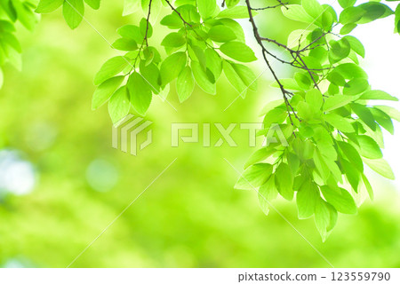 Refreshing spring sprouts Fresh green Refreshing spring sprouts Fresh green 123559790