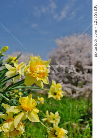Cherry blossoms and daffodils in full bloom (Unnan City) 123559836