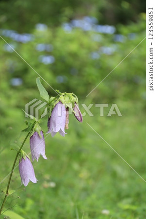 山中野生的風鈴草花 山中野生的風鈴草花 123559851