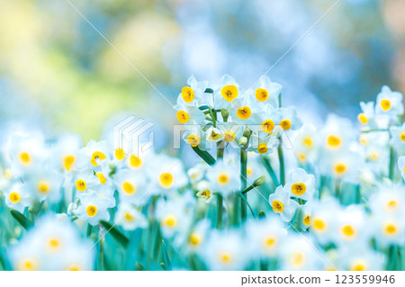 水仙花和透過樹叢的陽光 水仙花和透過樹叢的陽光 123559946