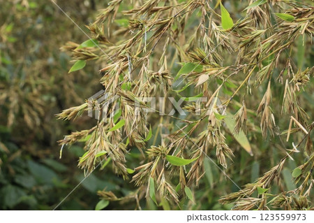Bamboo flowers in bloom Bamboo flowers in bloom 123559973