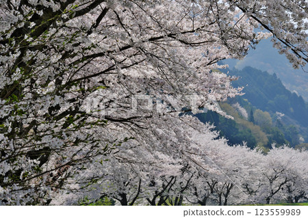 Cherry blossom trees along the Hii River bank (Unnan City) 123559989