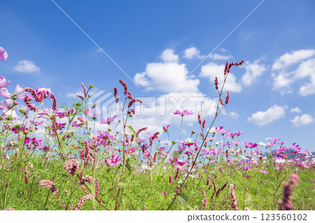 Blue sky and cosmos fields Blue sky and cosmos fields 123560102