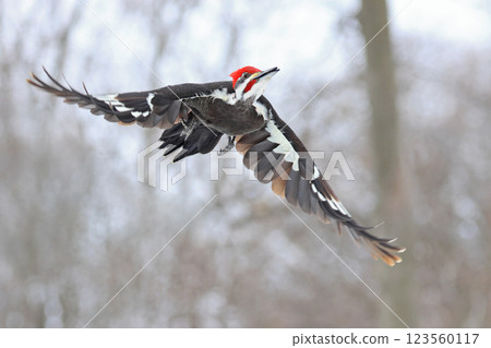 Pileated woodpecker flying in the forest, Montreal, Canada 123560117