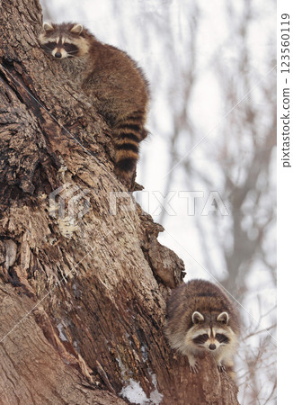 Funny raccoons on the tree, Montreal, Canada  123560119
