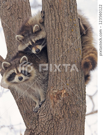 Funny raccoons on the tree, Montreal, Canada  123560122
