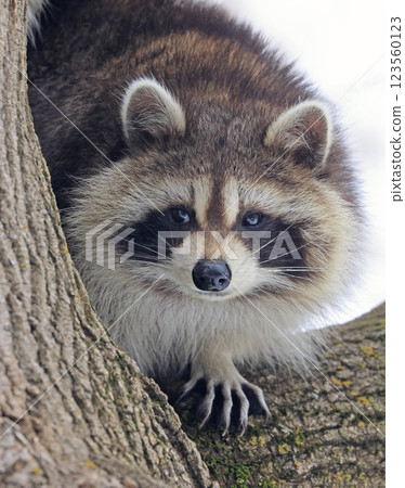 Raccoon portrait on the tree, Montreal, Canada Raccoon portrait on the tree, Montreal, Canada 123560123