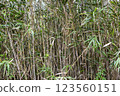 路邊竹林 123560151