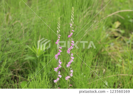 螺旋松樹叢中盛開的花朵 螺旋松樹叢中盛開的花朵 123560169