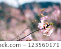 Spring flowers, pink sakura flowers and branches 123560171