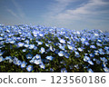 Spring flowers, blue nemophila and sky in the background 123560186