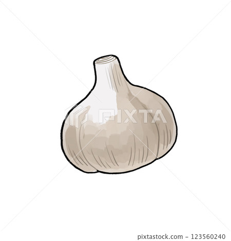 大蒜的插圖 大蒜的插圖 123560240