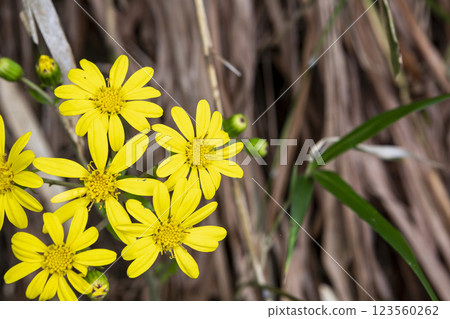 Butterbur flowers on the roadside Butterbur flowers on the roadside 123560262