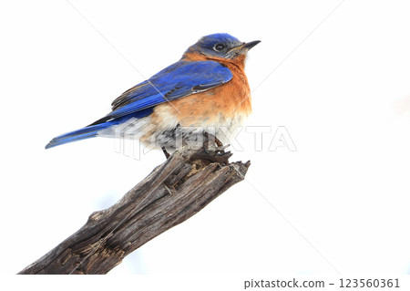 Bluebird perched on the branch tree in the forest, Montreal, Canada Bluebird perched on the branch tree in the forest, Montreal, Canada 123560361