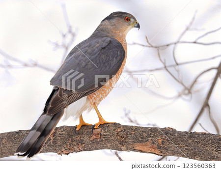 Cooper's hawk sitting on a tree branch in the forest, Quebec, Canada 123560363