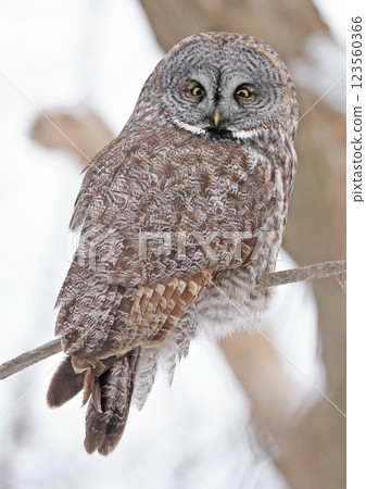 Great Grey Owl perched on a branch tree in the forest, Quebec, Canada 123560366