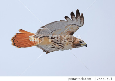 Cooper's hawk sitting on a tree branch in the forest, Quebec, Canada 123560391