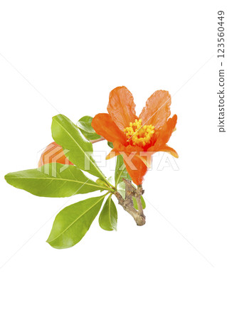 石榴花,白色背景 石榴花,白色背景 123560449
