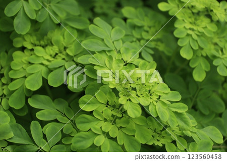 Green leaves of Matsukaze grass Green leaves of Matsukaze grass 123560458