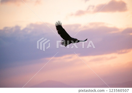 Dawn of Shiretoko 123560507