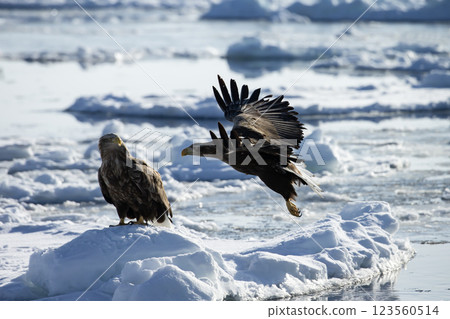 知床的黎明 123560514