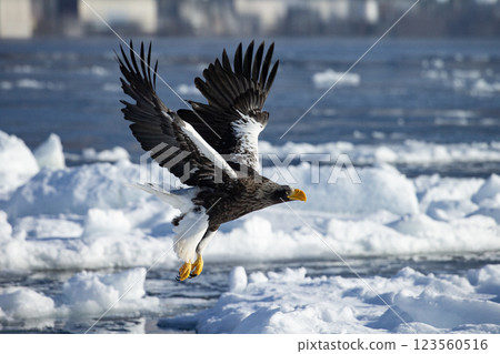 Dawn of Shiretoko 123560516