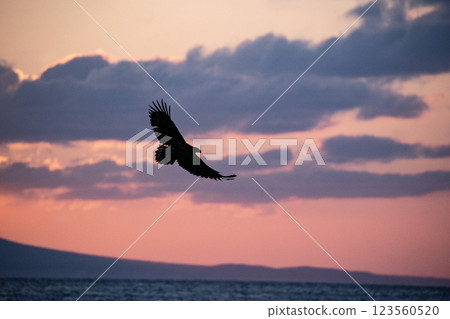 知床的黎明 123560520