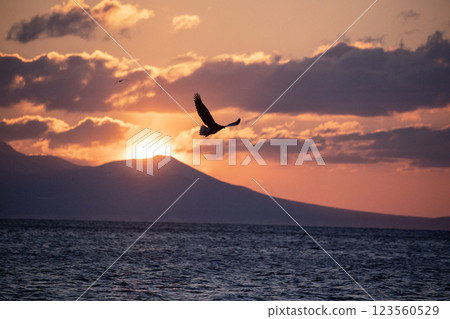 Dawn of Shiretoko 123560529