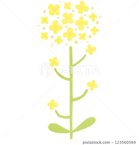 簡單的油菜花插圖 123560569