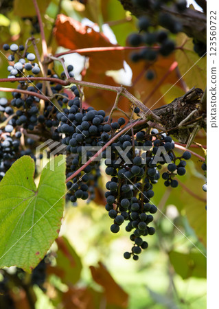 秋季的味道:野葡萄 秋季的味道:野葡萄 123560722