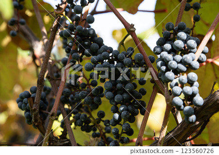 秋季的味道：野葡萄 123560726