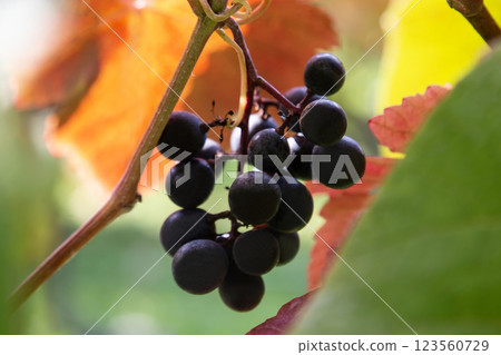 Autumn taste: wild grapes 123560729