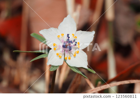 大黃花 123560811