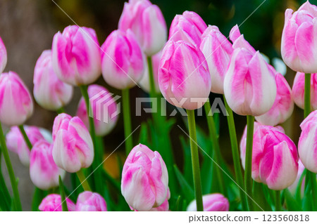 鬱金香 鬱金香 123560818