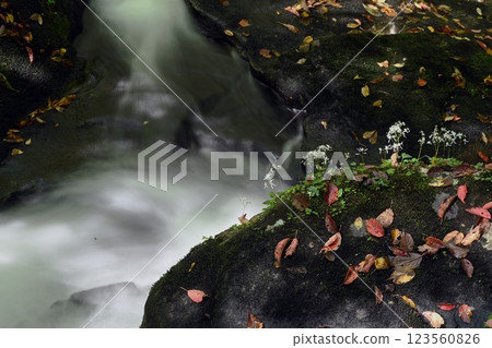 深秋溪流中盛開的滑寺大門 123560826