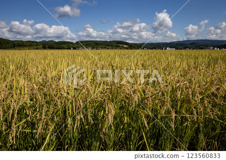 秋天的果實 123560833