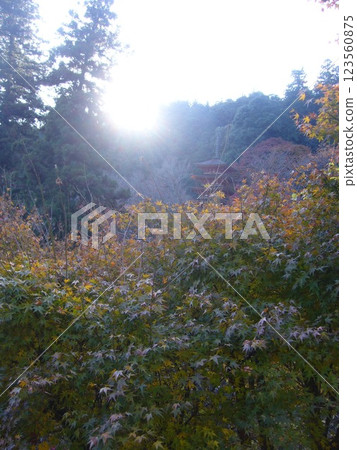 Autumn leaves of Hase-dera Temple Autumn leaves of Hase-dera Temple 123560875