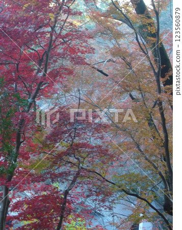 Autumn leaves of Hase-dera Temple Autumn leaves of Hase-dera Temple 123560879