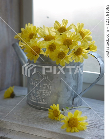 窗台上的噴壺裡的黃菊花 窗台上的噴壺裡的黃菊花 123561065