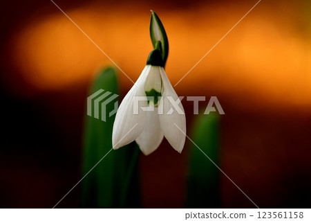 Snowdrop telling the spring Snowdrop telling the spring 123561158