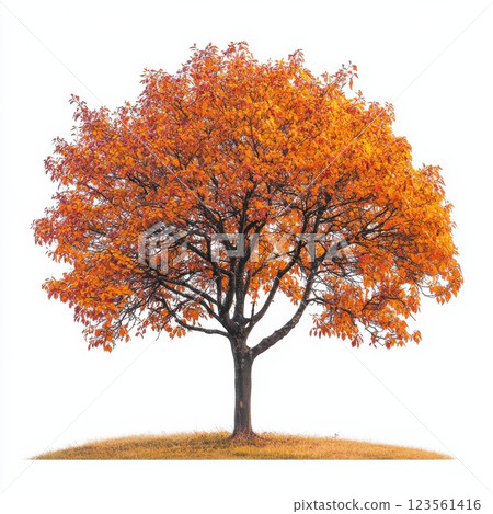 Vibrant Deciduous Tree with Stunning Changing Foliage in Autumn 123561416