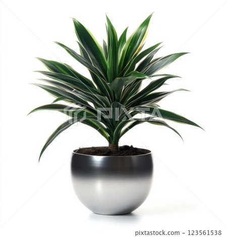 Dramatic Dracaena Plant with Spiky Variegated Leaves in Pot 123561538