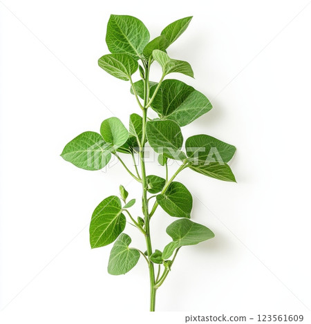 Fresh Green Soybean Plant Branch with Leaves and Pods 123561609