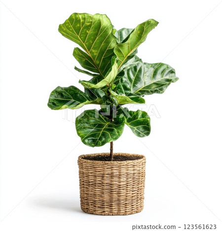 Large Variegated Fiddle Leaf Fig Plant in Decorative Basket 123561623