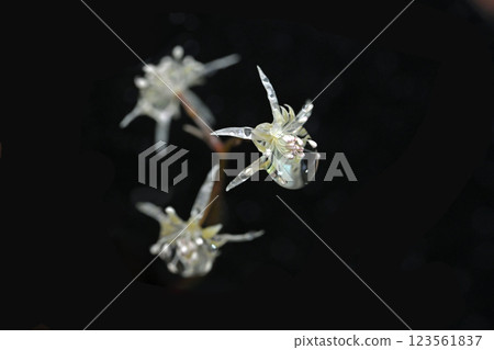 Coptis moniliformes blooming after rain in the mountains and fields in early spring 123561837