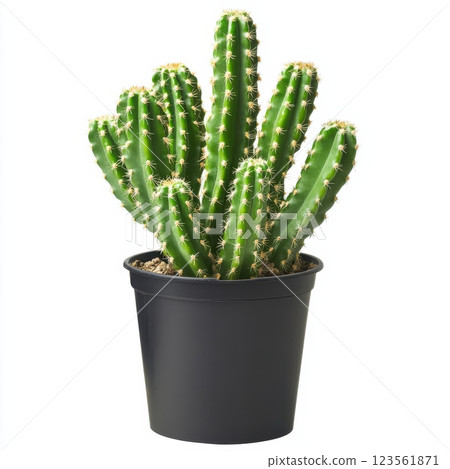 Sharp Details of a Cactus in a Black Pot with Clean Edges 123561871
