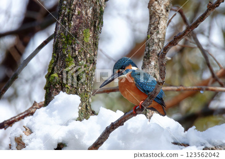 雪與翠鳥 / 雪翠鳥 雪與翠鳥 / 雪翠鳥 123562042