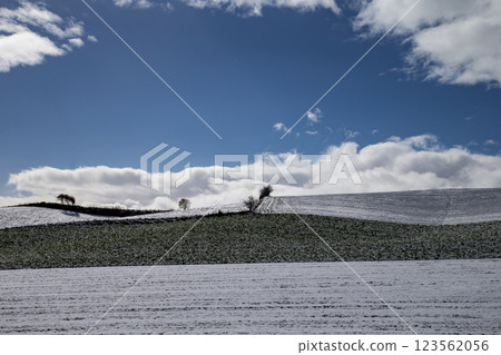 First snow on the hills of Biei 123562056