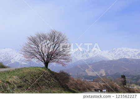 北阿爾卑斯山的殘雪與櫻花樹 123562227